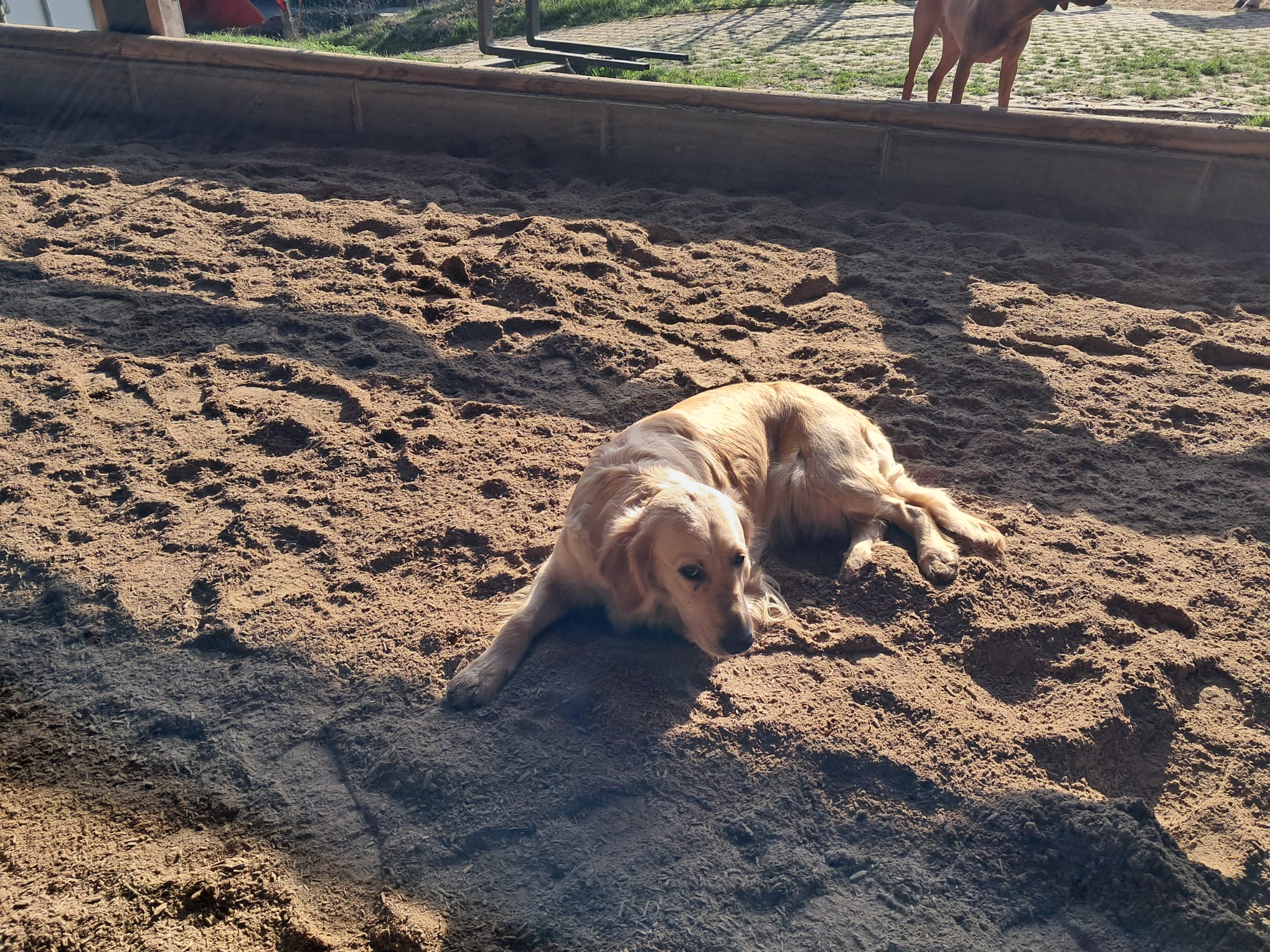 Hofhund im Sandplatz