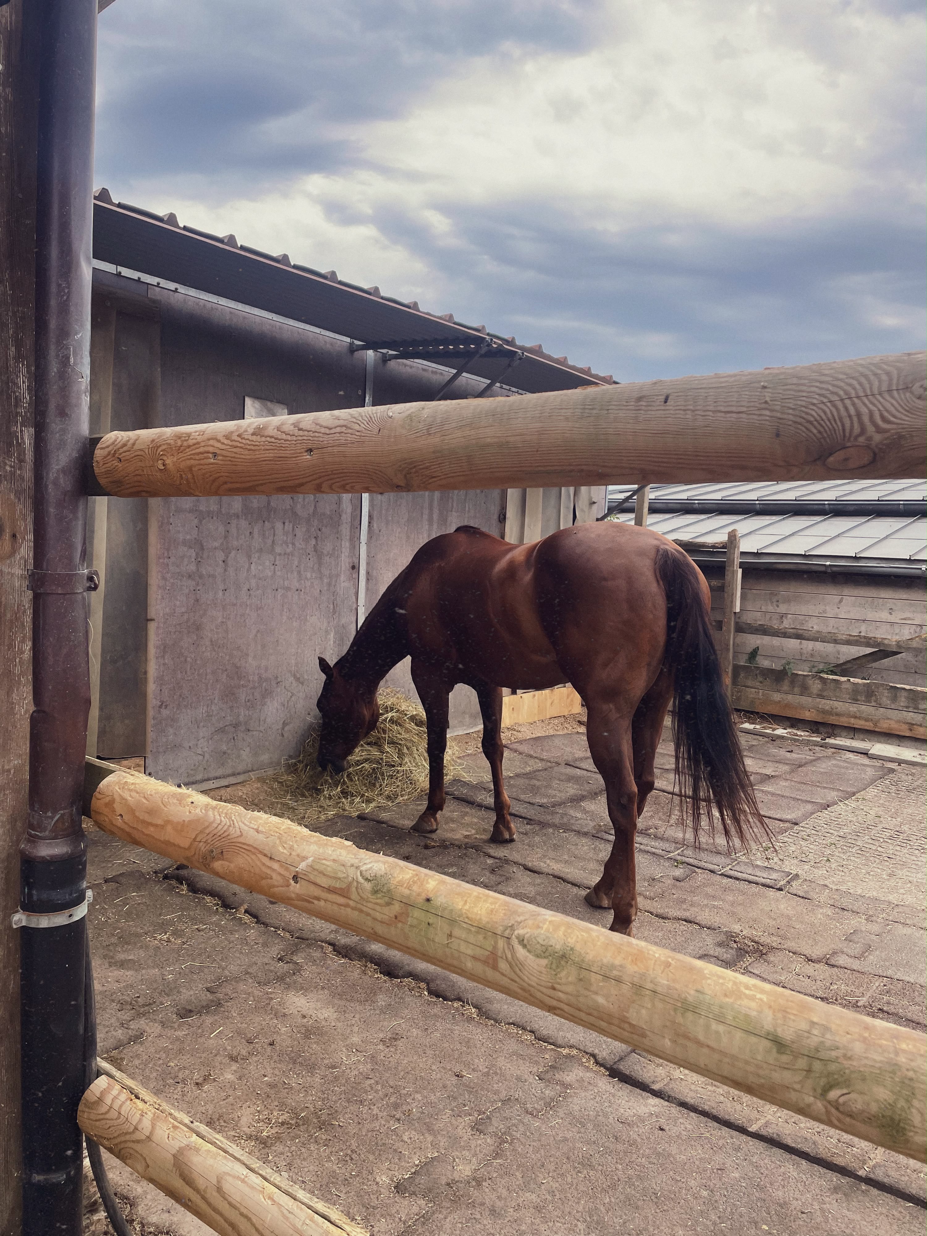 Pferd beim Fressen im gedeckten Auslauf