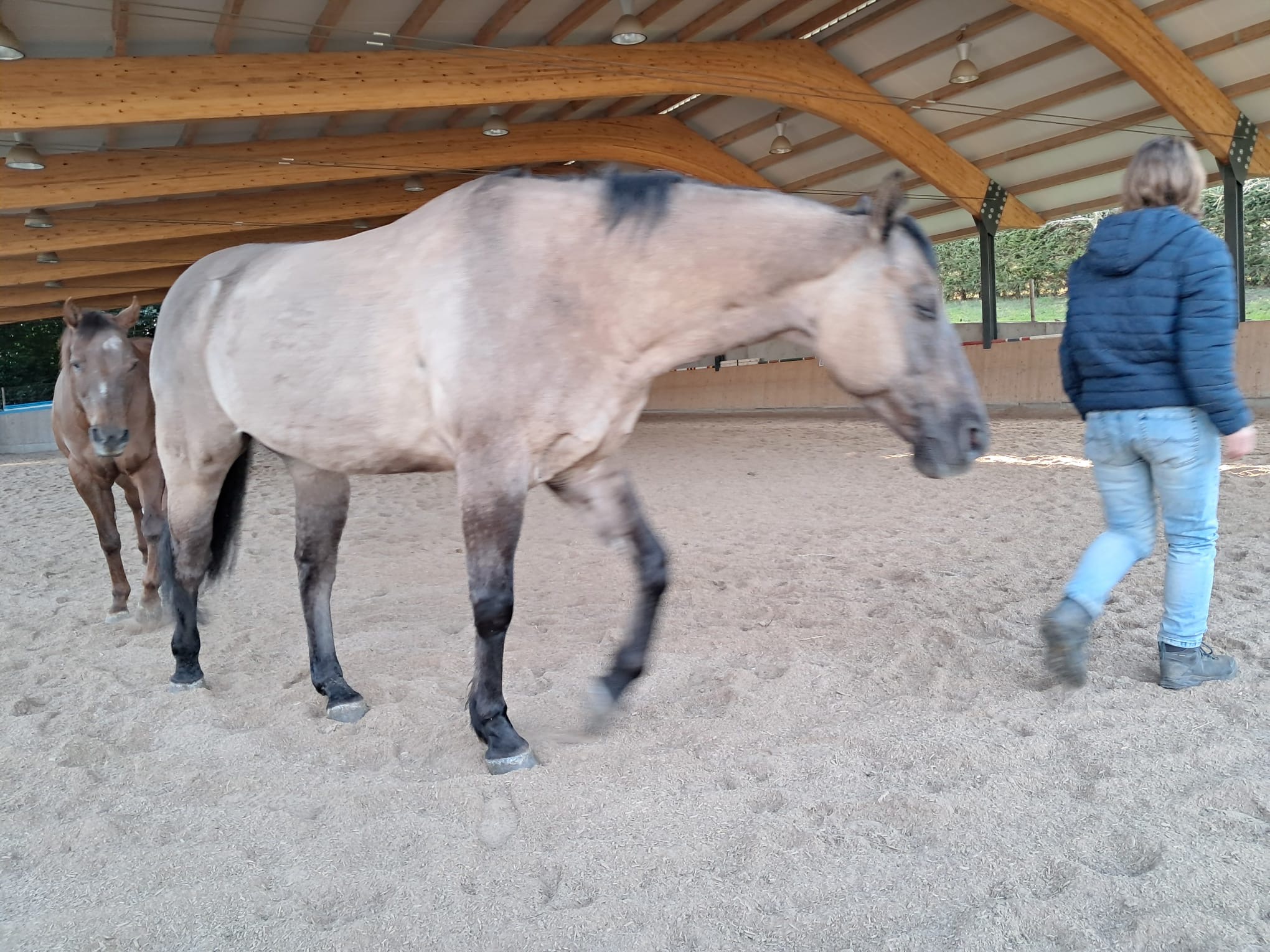 Pferd im gedeckten Reitplatz