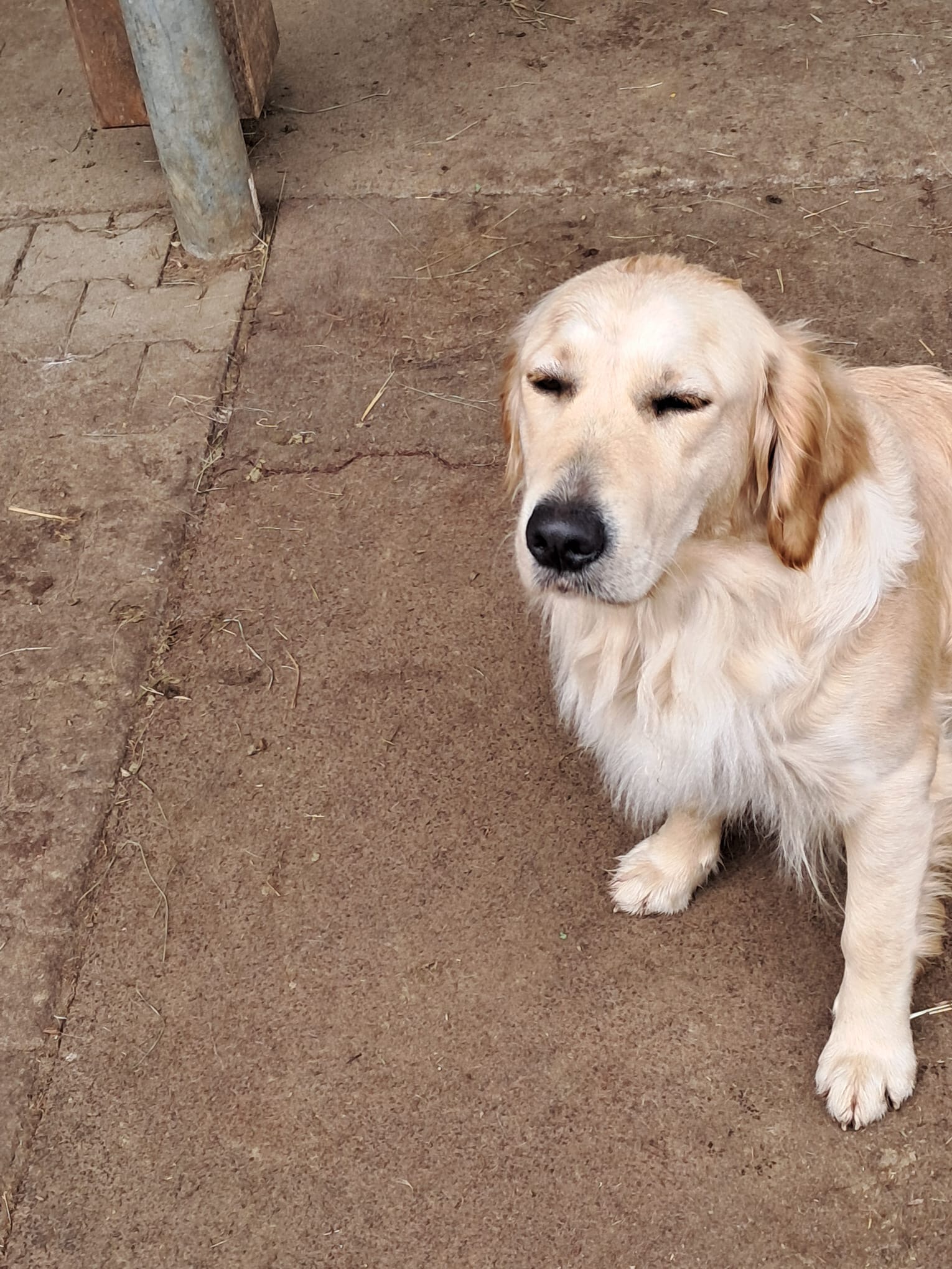 Hofhund in der Sonne