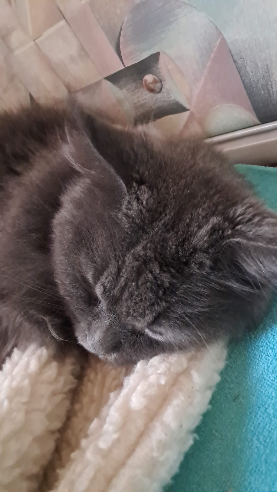 Unsere Hofkatze