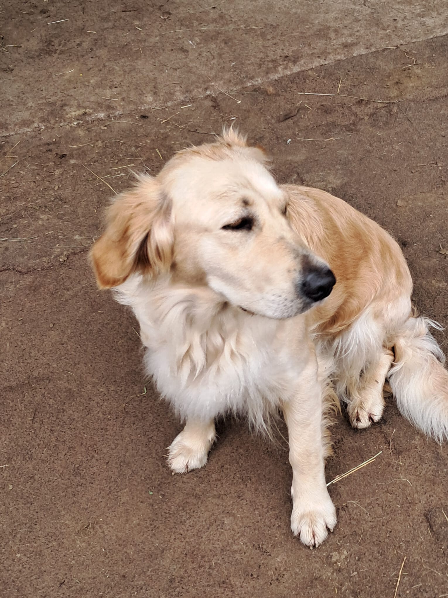 Hofhund beim Ausruhen