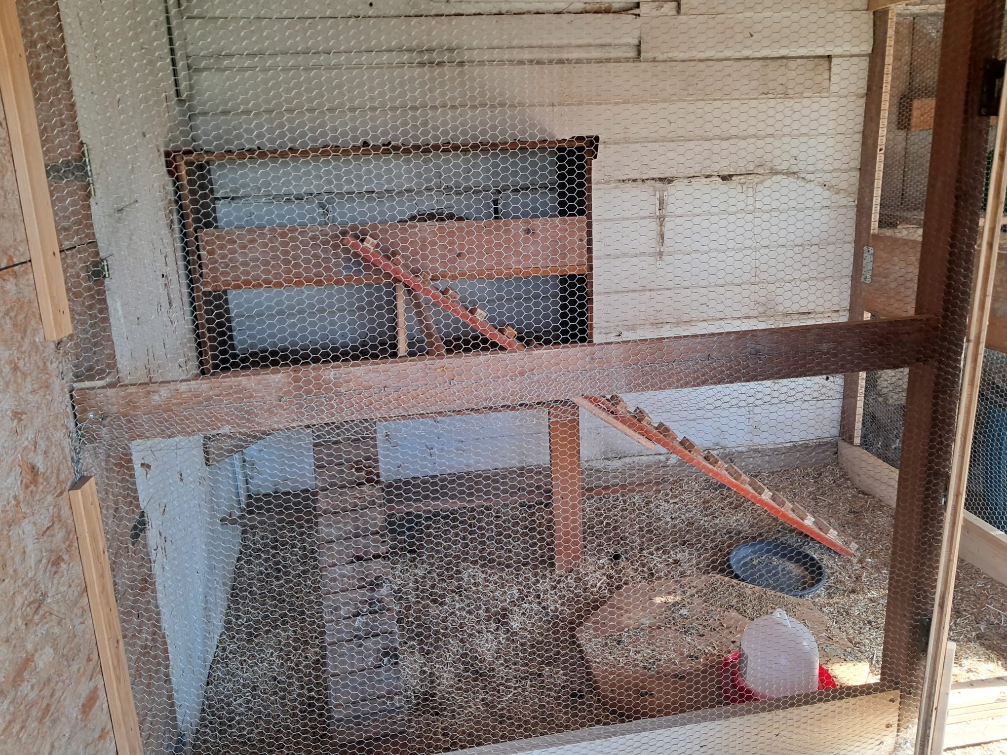 Im Hühnerstall