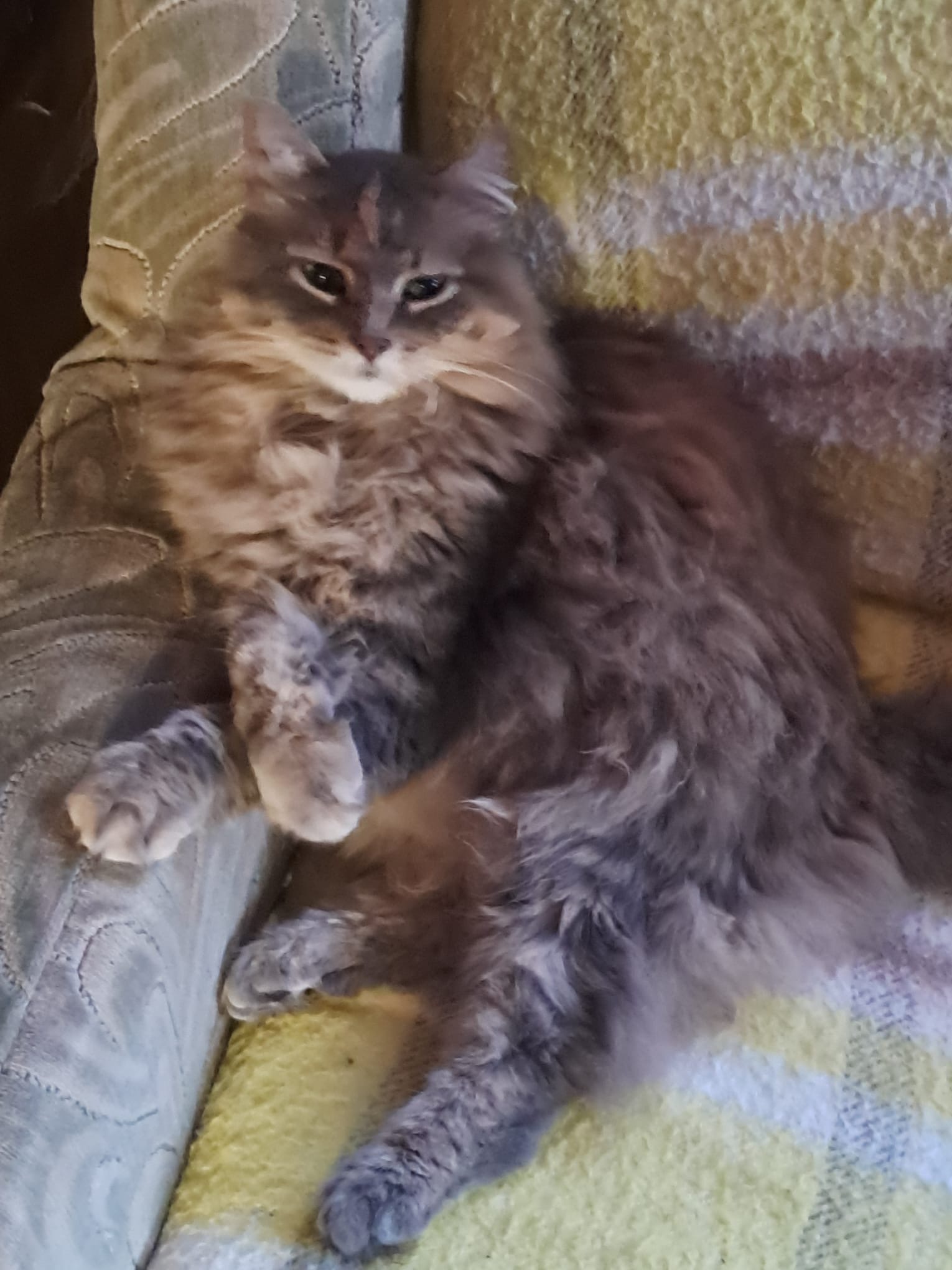 Hofkatze auf ihrer Decke