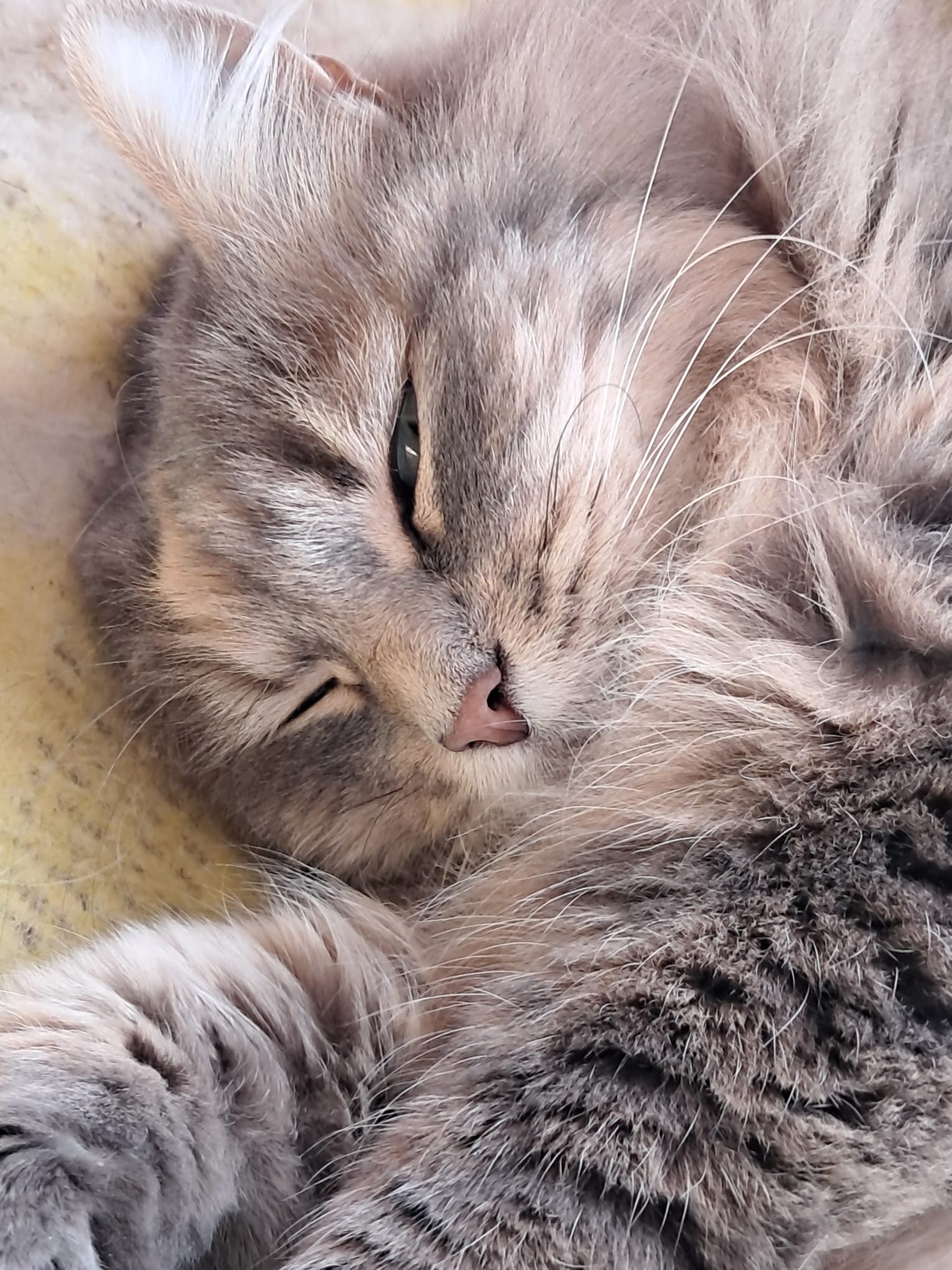 Schlafende Hofkatze