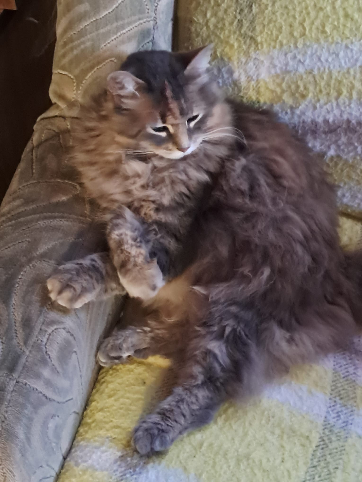 Hofkatze beim Dösen
