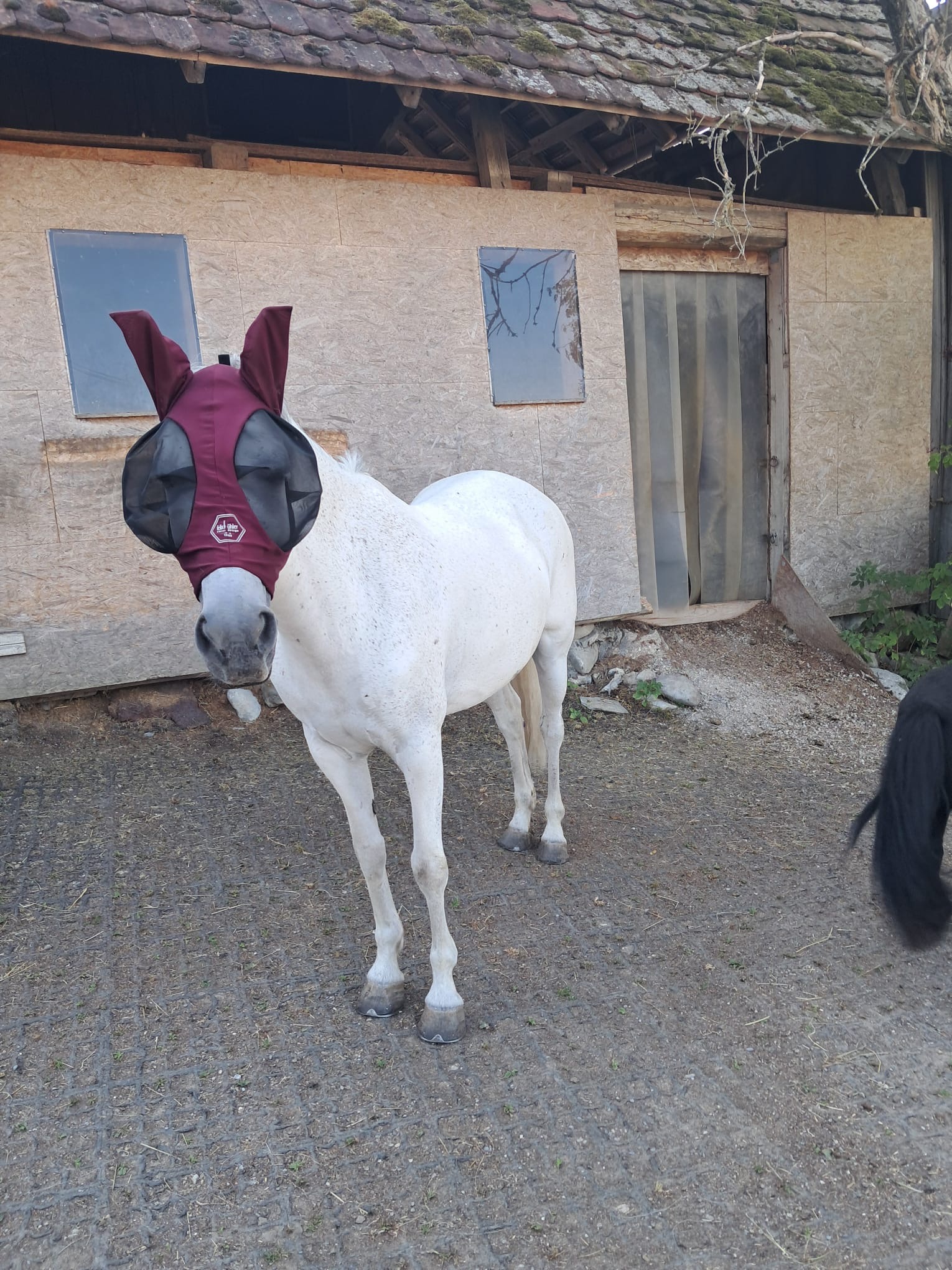 Pony mit Fliegenmaske