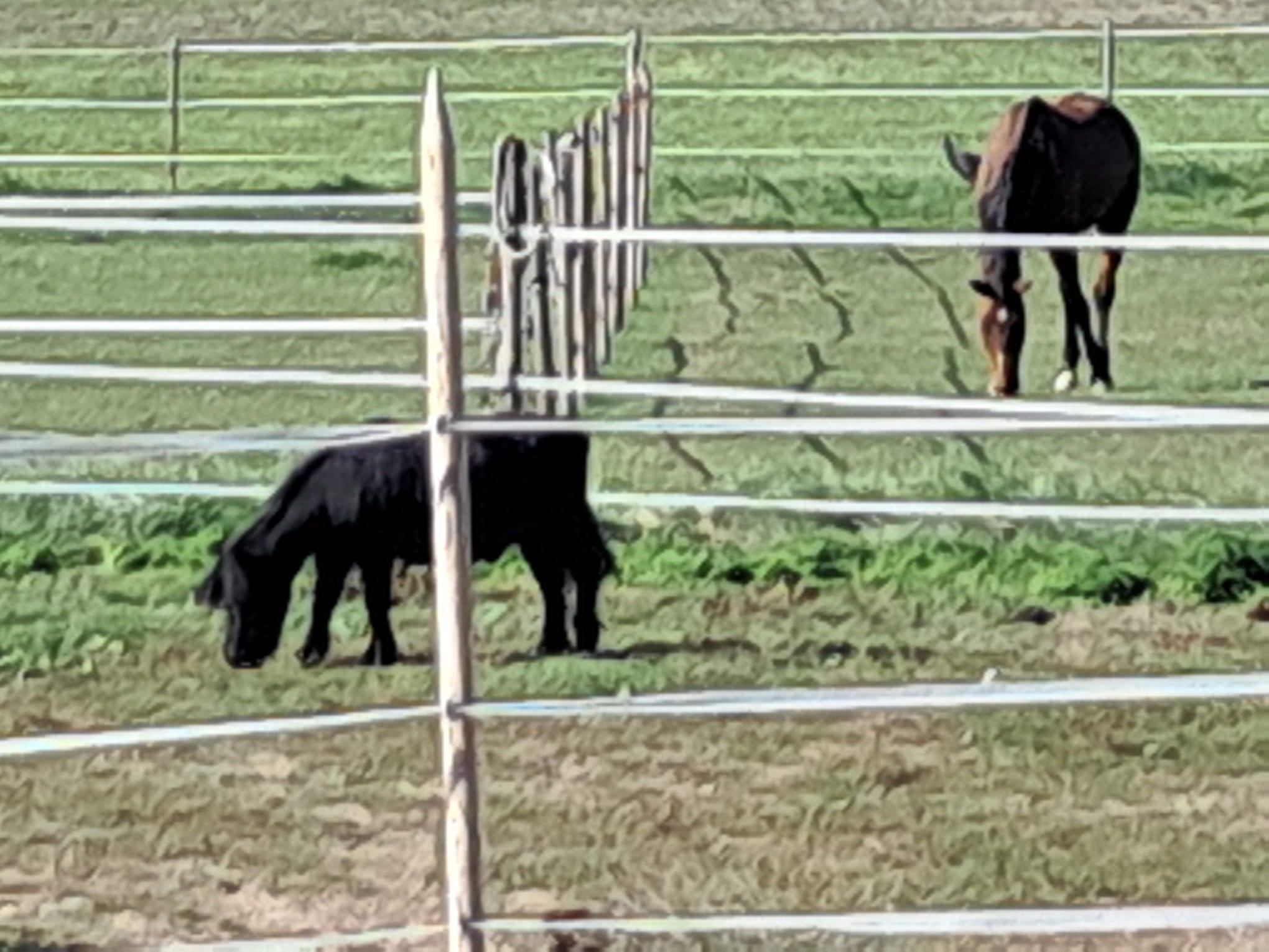 Ponys auf der Sommerweide
