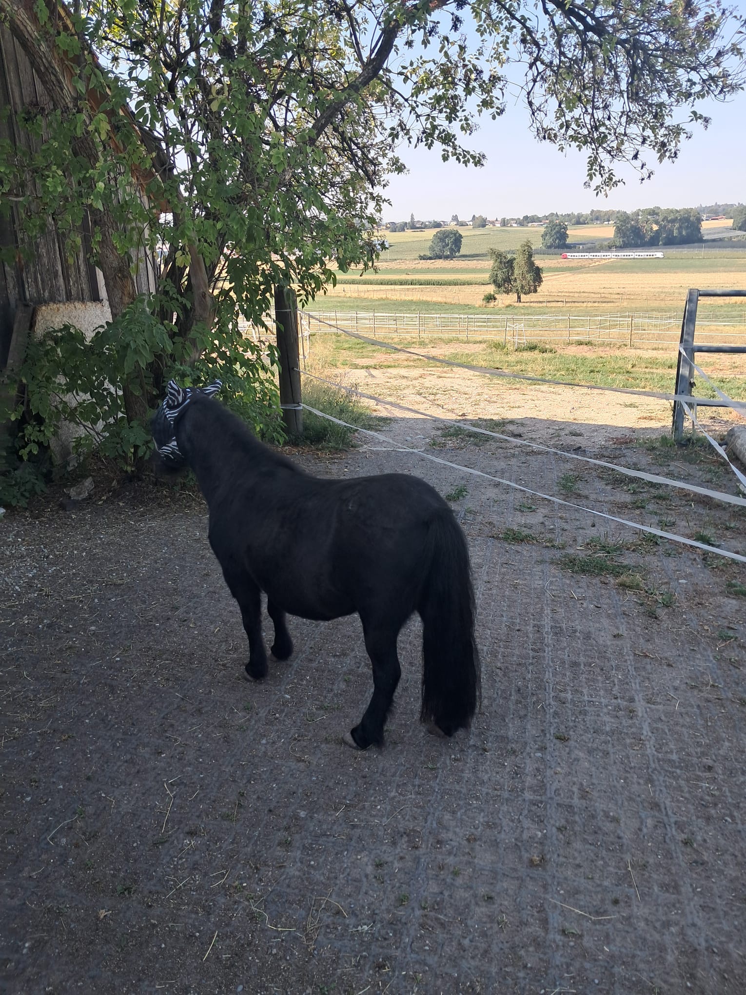 Schwarzes Pony am Weideweg