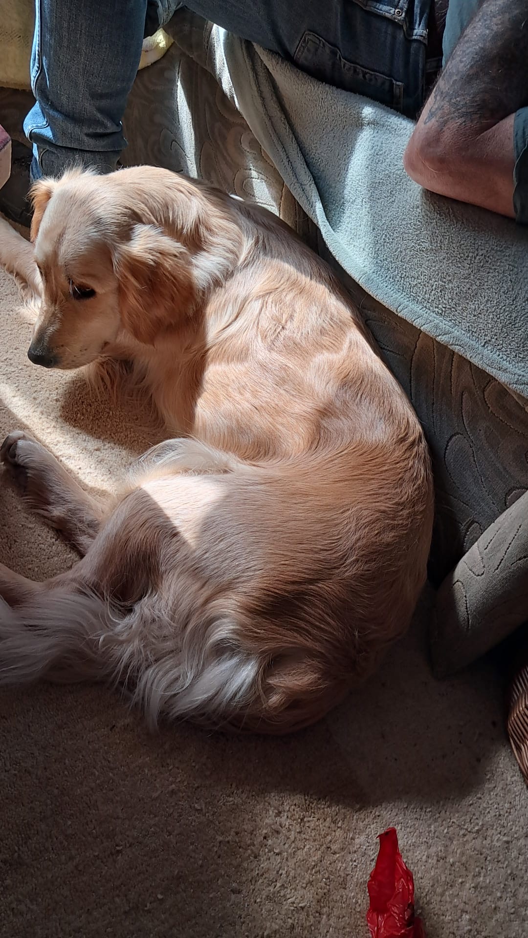 Hofhund im Schlaf
