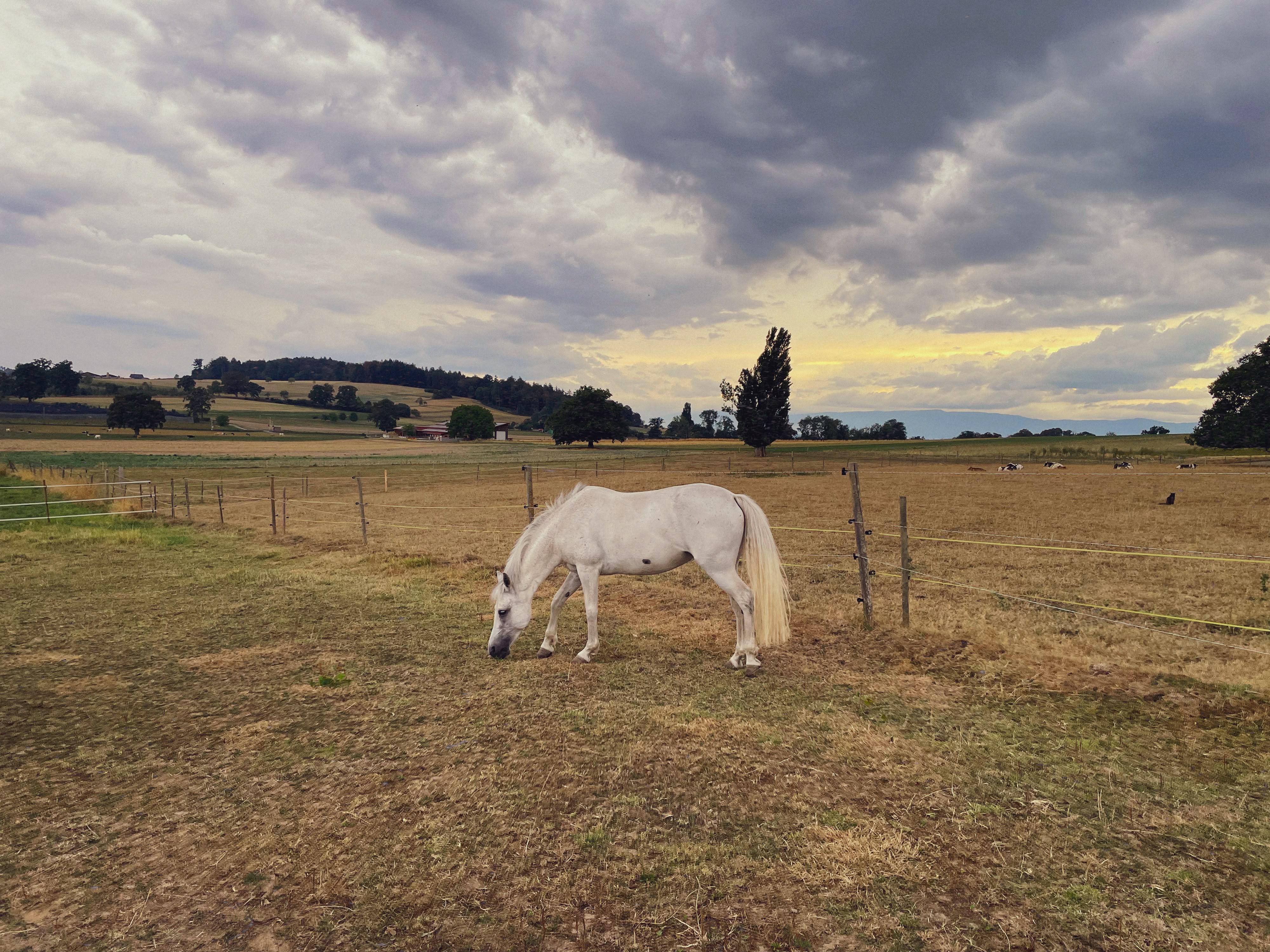 Pony auf der Weide am Abend