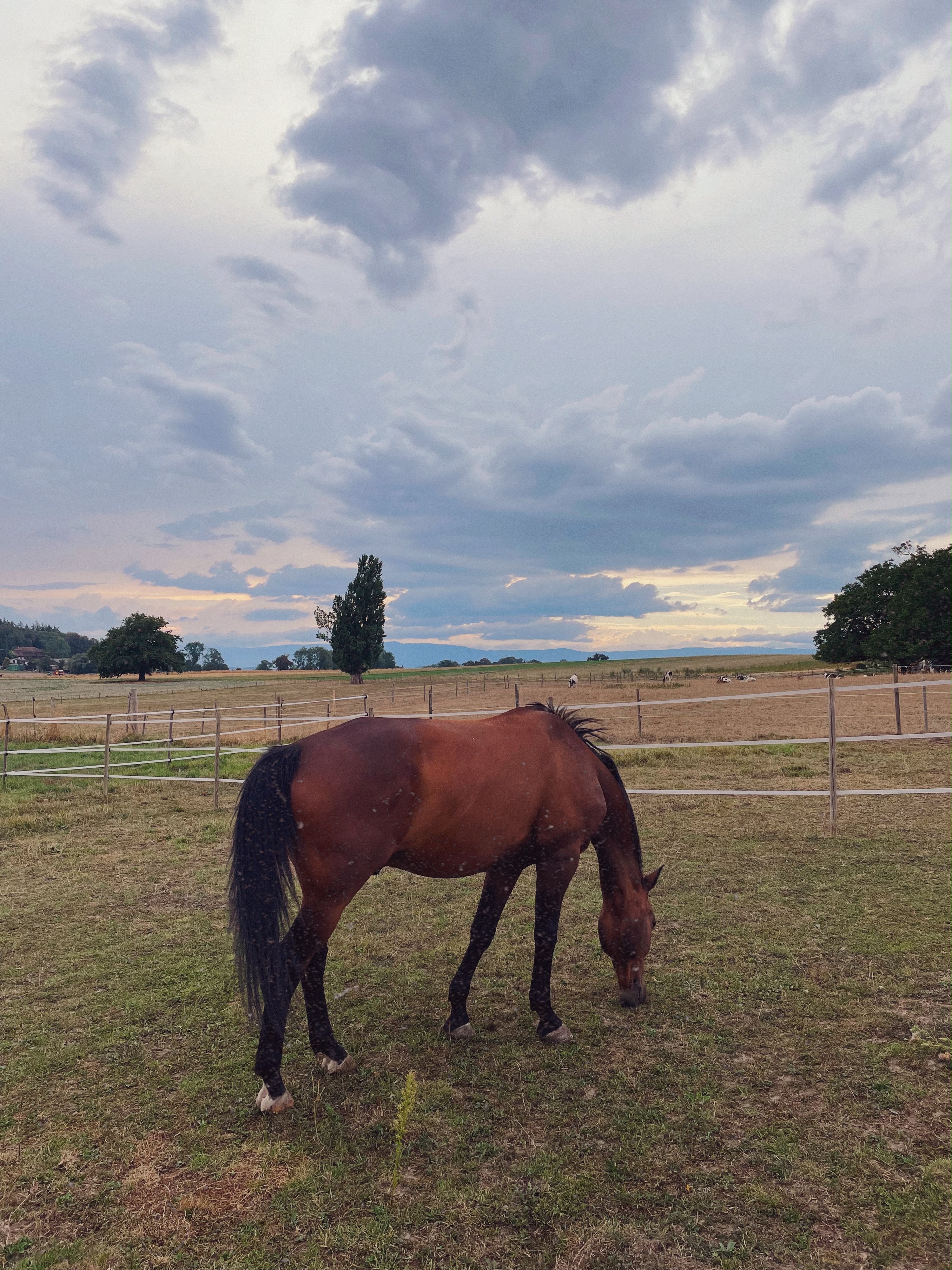 Pferd auf der Abendweide