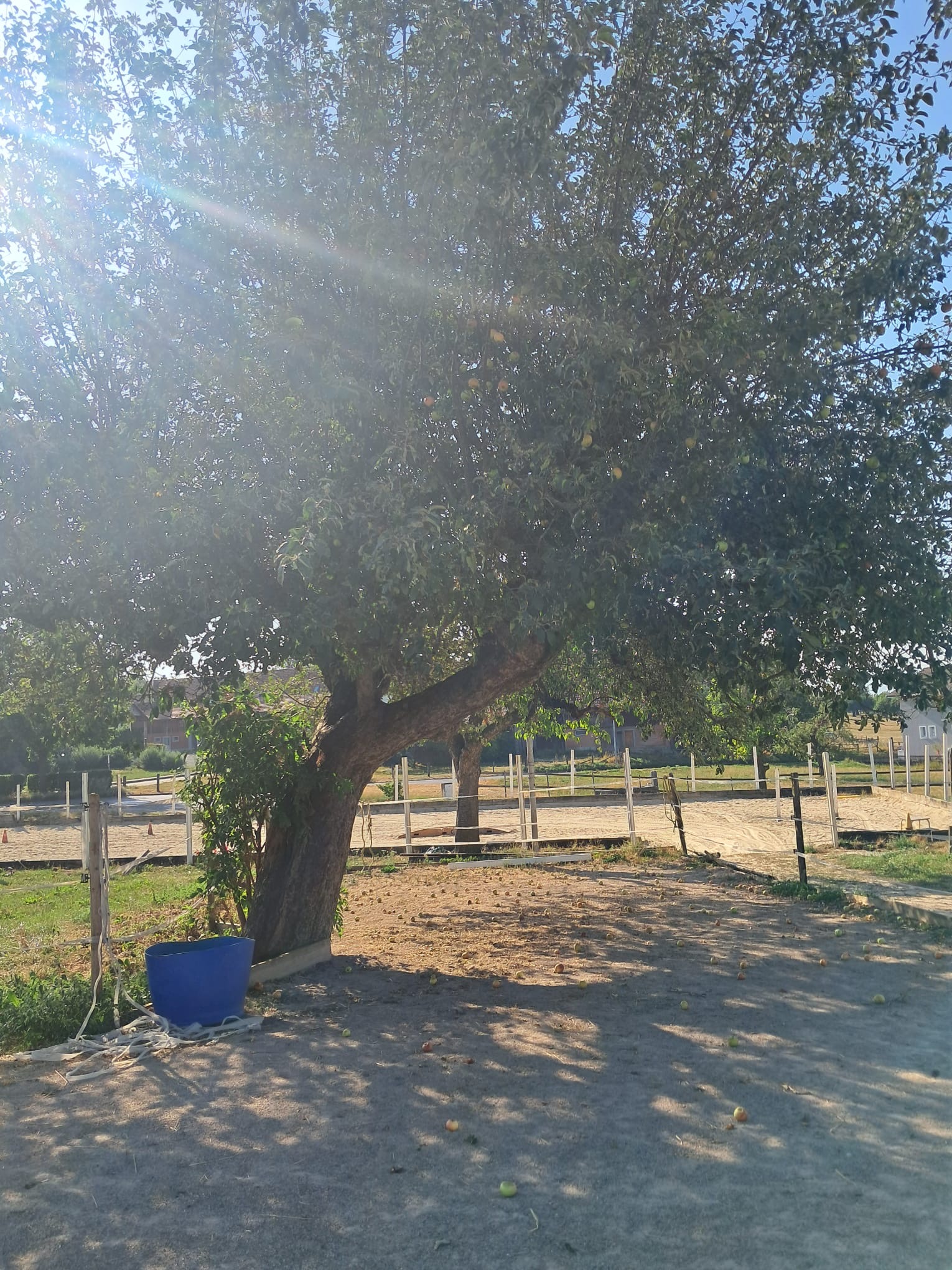 Paddock