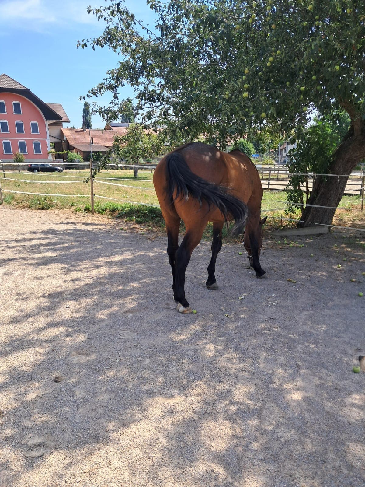 Giaccomo YSK, brauner Wallach, im Auslauf unter den Bäumen