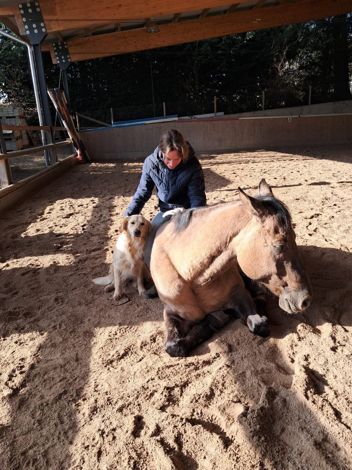 Bodenarbeit im Sandplatz: eine Frau bei einem liegenden Pferd, begleitet vom Hofhund
