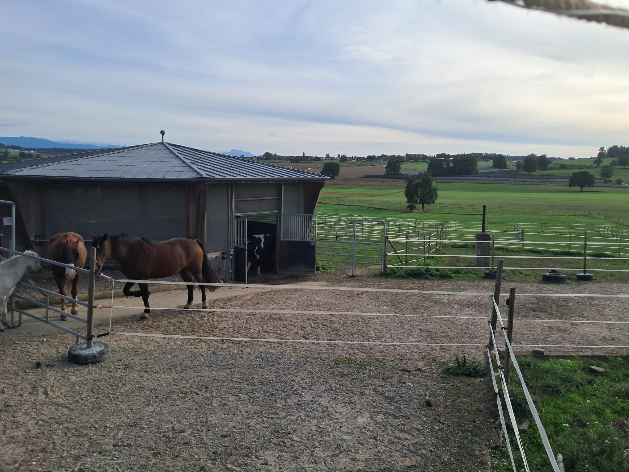 Stutengruppe am Offenstall mit angrenzenden Paddocks und Blick über die Felder