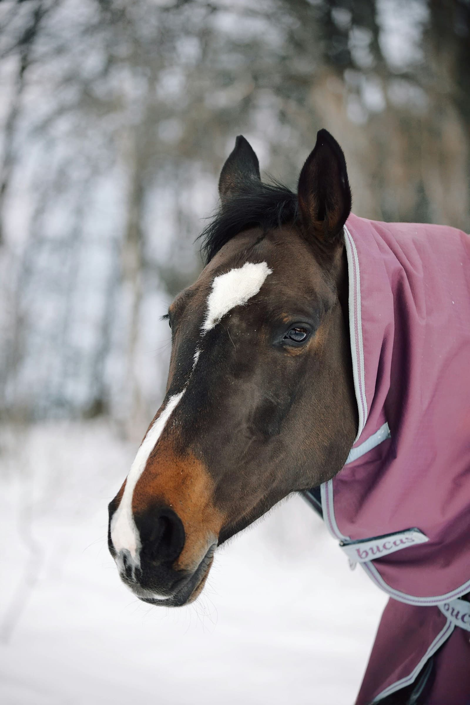 Pferd mit angelegter Decke